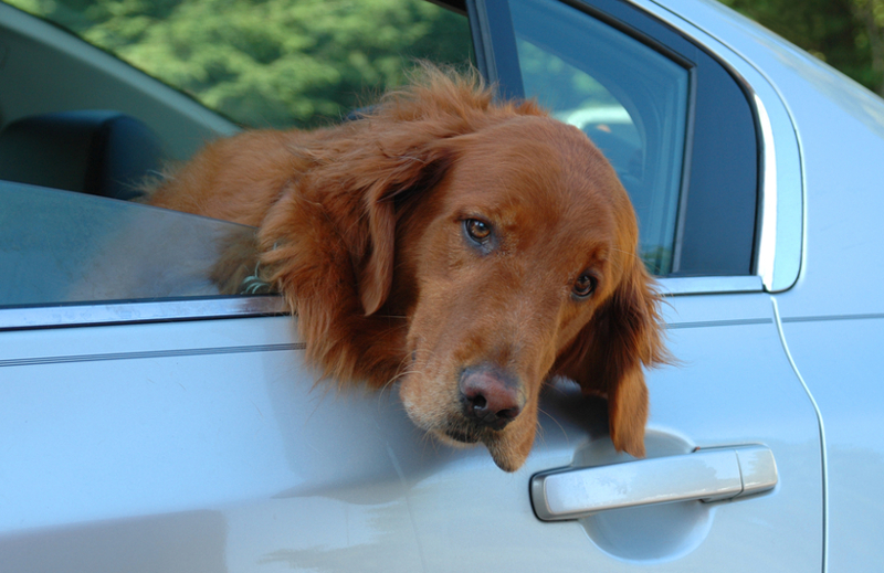 How to Remove Pet Hair in 3 Steps - Professional Carwashing & Detailing