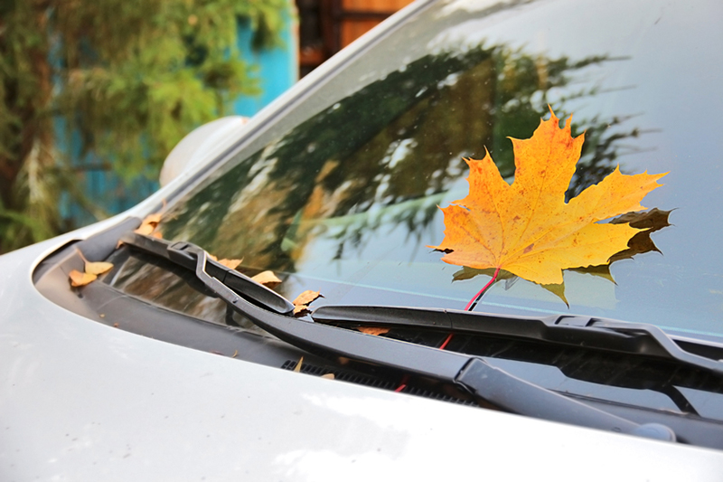 fall, car, leaf, changing colors, autumn, windshield, leaves on windshield