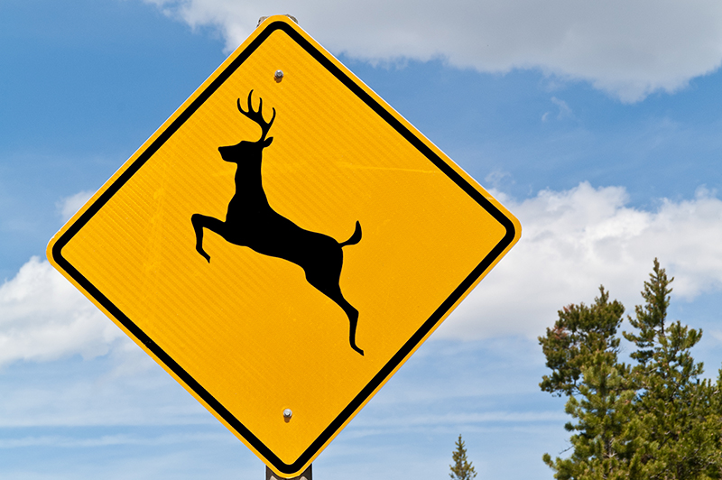 deer crossing, deer, deer crossing sign, trees