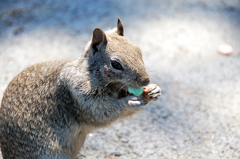 squirrel, candy, serial squirrel theft, eating