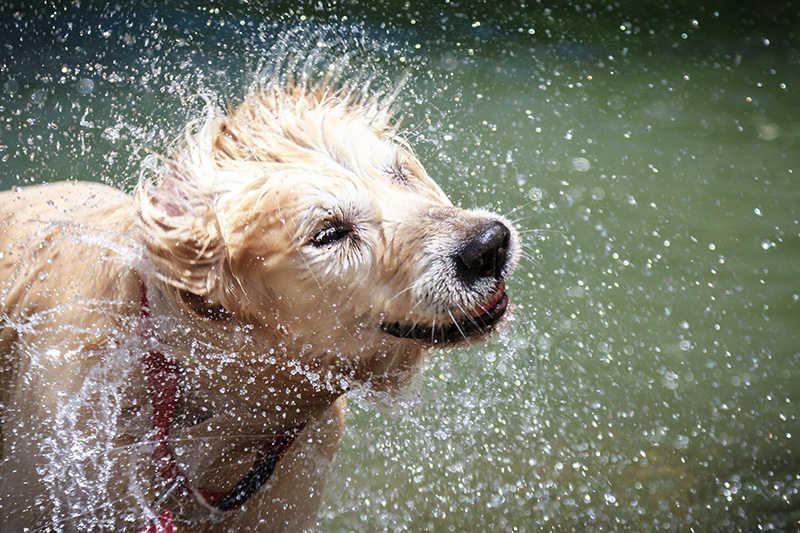 wet dog, water