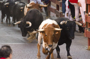 bulls, cattle drive, race, running of the bulls, street