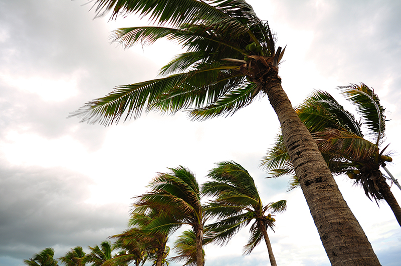 hurricane, storm, wind, palm trees