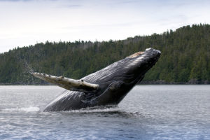 humpback whale, ocean, forest, land, water