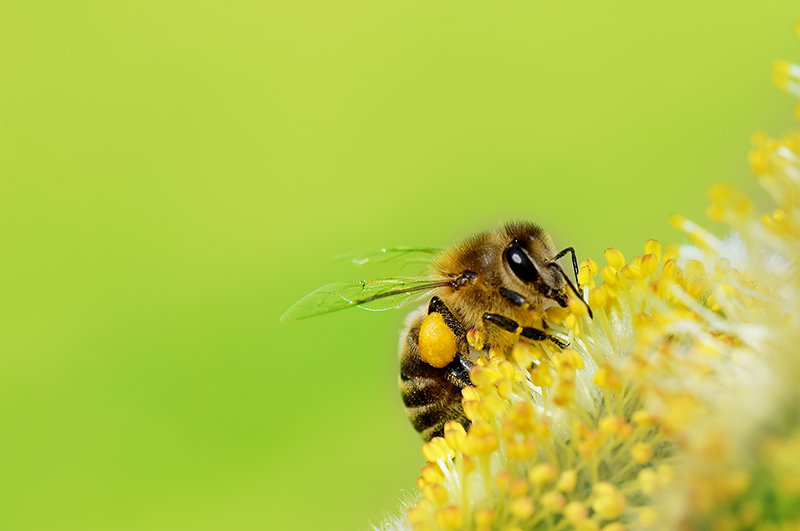 bee, pollen, spring, flower, bug
