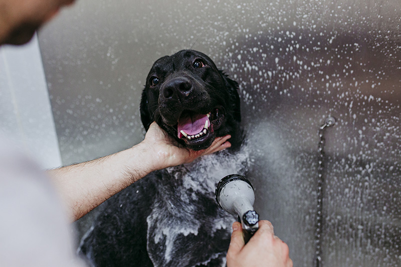dog, pet wash