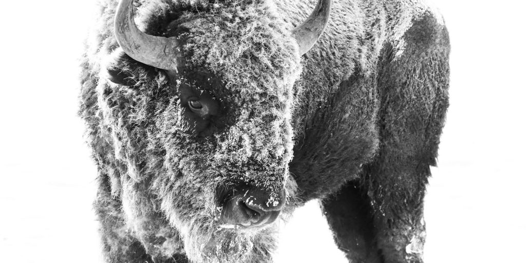 bison, winter, snow